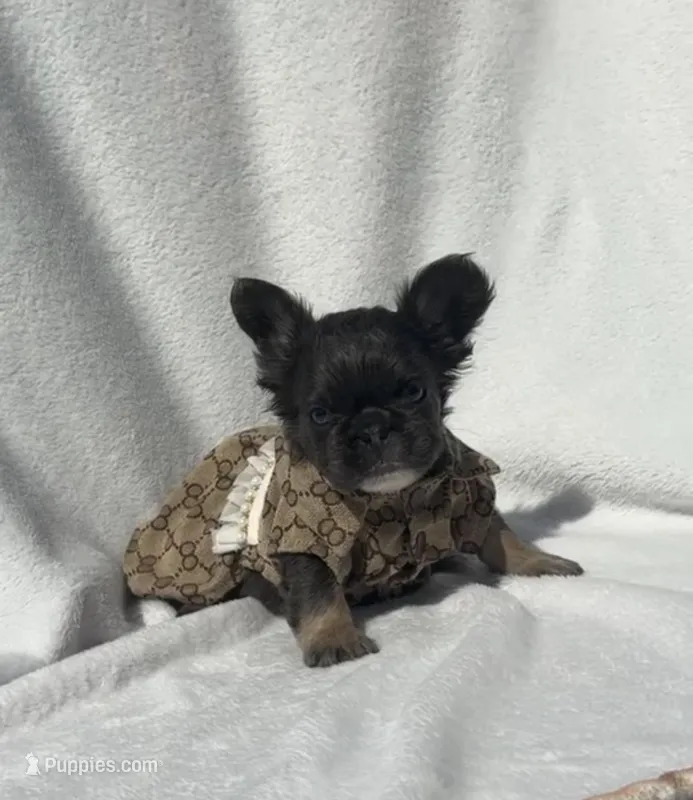 Baby Girl – French Bulldog puppy for sale in Vero Beach, FL