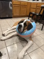 Rufus , a male Saint Bernard for sale in Fairfield, CA – 3 of 4