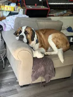 Rufus , a male Saint Bernard for sale in Fairfield, CA – 1 of 4