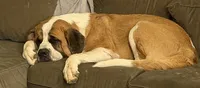 Rufus , a male Saint Bernard for sale in Fairfield, CA – 2 of 4