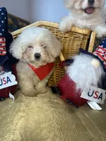 Frosty , a male Shihpoo and Shichon for sale in New Orleans, LA – 3 of 4