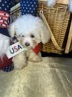 Frosty , a male Shihpoo and Shichon for sale in New Orleans, LA – 4 of 4
