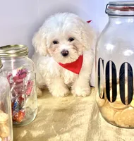 Frosty , a male Shihpoo and Shichon for sale in New Orleans, LA – 1 of 4