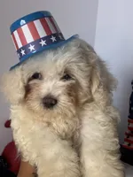Frosty , a male Shihpoo and Shichon for sale in New Orleans, LA – 2 of 4