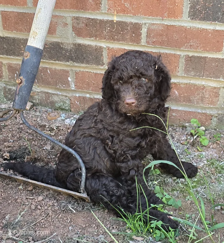 Chocolate  – Goldendoodle puppy for sale in Anderson, SC