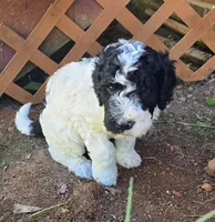 Cow 1, a male Goldendoodle for sale in Anderson, SC – 1 of 1