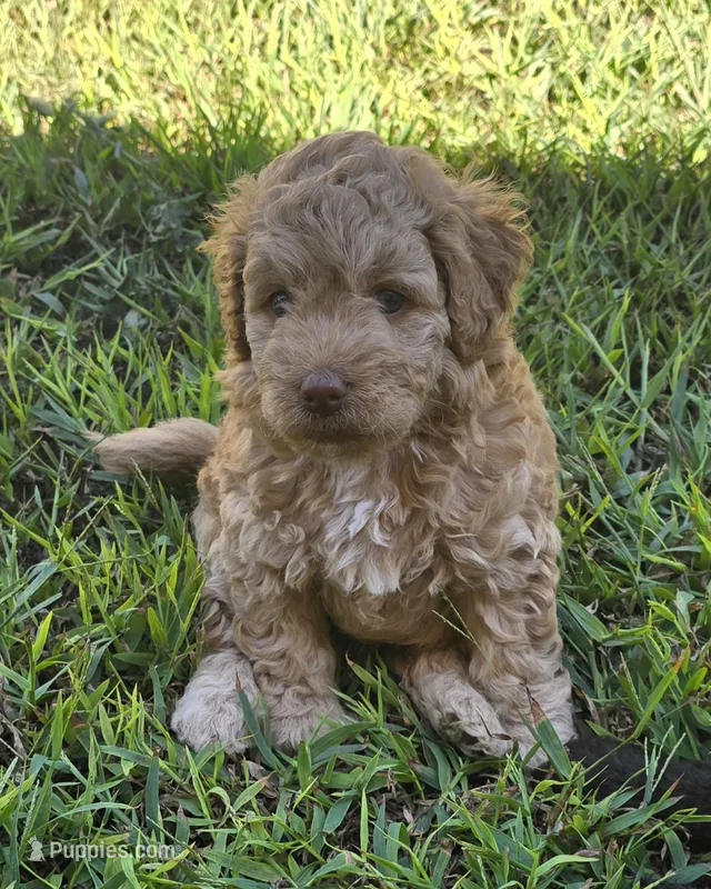 Red – Goldendoodle puppy for sale in Anderson, SC