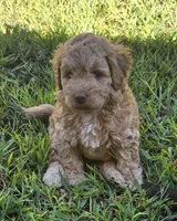 Red, a male Goldendoodle for sale in Anderson, SC – 1 of 1