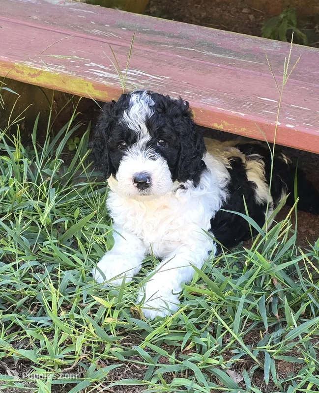 Cow 2 – Goldendoodle puppy for sale in Anderson, SC