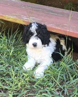 Cow 2, a male Goldendoodle for sale in Anderson, SC – 1 of 1