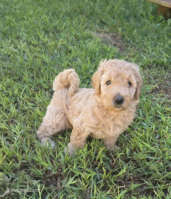 Blondie – Goldendoodle puppy for sale in Anderson, SC