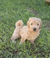 Blondie, a male Goldendoodle for sale in Anderson, SC – 1 of 1
