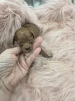 Savannahs girl 1, a female Poodle - Toy  for sale in Lakeland, FL – Photo 1 of 4