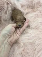 Savannahs girl 1, a female Poodle - Toy  for sale in Lakeland, FL – Photo 3 of 4