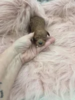 Savannahs girl 1, a female Poodle - Toy  for sale in Lakeland, FL – Photo 4 of 4