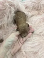 Savannahs girl 1, a female Poodle - Toy  for sale in Lakeland, FL – Photo 2 of 4