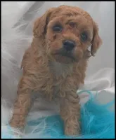 Arizona's Boy - Apricot, a male Poodle - Toy  for sale in Lakeland, FL – Photo 5 of 6