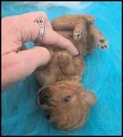 Arizona's Boy - Apricot, a male Poodle - Toy  for sale in Lakeland, FL – Photo 2 of 6