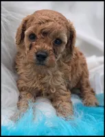 Arizona's Boy - Apricot, a male Poodle - Toy  for sale in Lakeland, FL – Photo 6 of 6