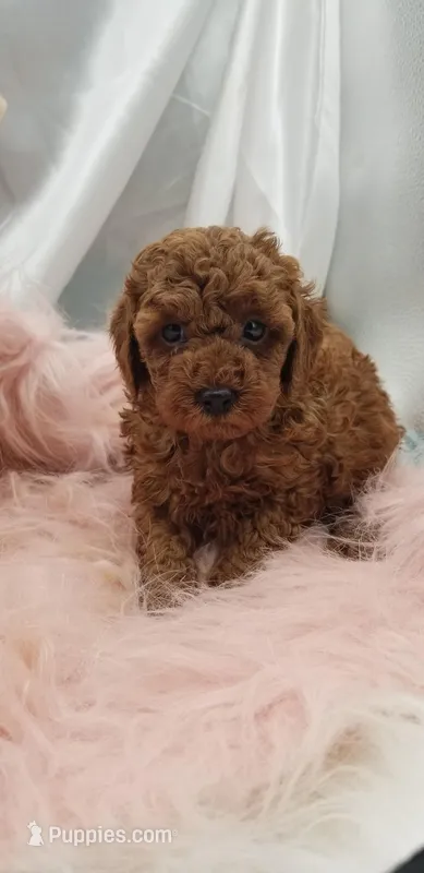 Red Girl Toy Poodle