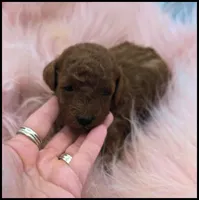 Red Girl Toy Poodle, a female Poodle - Toy  for sale in Lakeland, FL – Photo 4 of 4