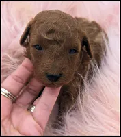 Red Girl Toy Poodle, a female Poodle - Toy  for sale in Lakeland, FL – Photo 1 of 4