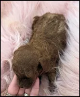 Red Girl Toy Poodle, a female Poodle - Toy  for sale in Lakeland, FL – Photo 2 of 4