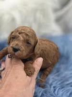 Red boy, a female Poodle - Toy  for sale in Lakeland, FL – Photo 4 of 8