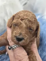 Red boy, a female Poodle - Toy  for sale in Lakeland, FL – Photo 1 of 8