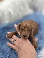 Red boy, a female Poodle - Toy  for sale in Lakeland, FL – Photo 5 of 8