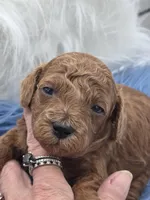 Red boy, a female Poodle - Toy  for sale in Lakeland, FL – Photo 2 of 8