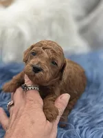 Red boy, a female Poodle - Toy  for sale in Lakeland, FL – Photo 3 of 8
