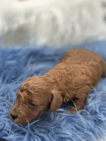 Red boy, a female Poodle - Toy  for sale in Lakeland, FL – Photo 6 of 8