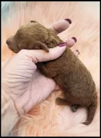 Carly boy 1 - Red, a male Poodle - Toy  for sale in Lakeland, FL – Photo 8 of 10