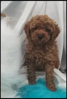 Carly boy 1 - Red, a male Poodle - Toy  for sale in Lakeland, FL – Photo 6 of 10