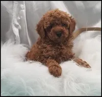 Carly boy 1 - Red, a male Poodle - Toy  for sale in Lakeland, FL – Photo 2 of 10