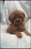 Carly boy 1 - Red, a male Poodle - Toy  for sale in Lakeland, FL – Photo 4 of 10