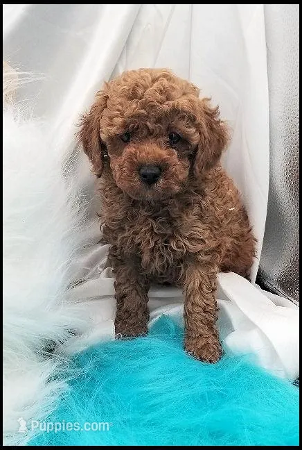 Carly boy 1 - Red, a male Poodle - Toy  for sale in Lakeland, FL – Photo 1 of 10