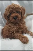 Carly boy 1 - Red, a male Poodle - Toy  for sale in Lakeland, FL – Photo 3 of 10