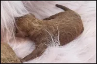 Carly boy 1 - Red, a male Poodle - Toy  for sale in Lakeland, FL – Photo 10 of 10