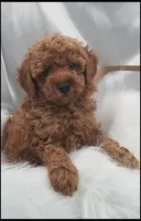 Carly boy 1 - Red, a male Poodle - Toy  for sale in Lakeland, FL – Photo 5 of 10