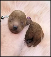 Carly boy 1 - Red, a male Poodle - Toy  for sale in Lakeland, FL – Photo 7 of 10