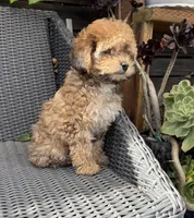 Maple, a female Poodle - Toy  for sale in Alameda, CA – 3 of 4