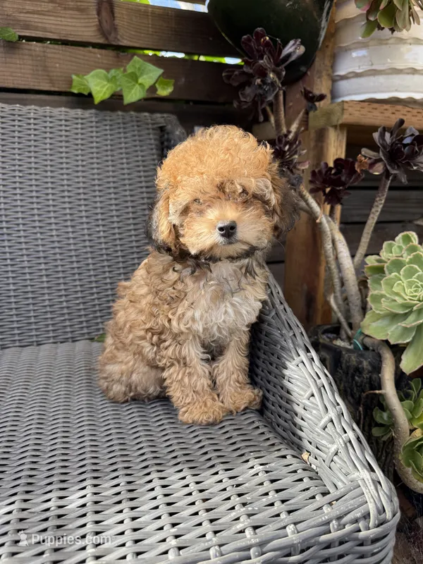 Maple, a female Poodle - Toy  for sale in Alameda, CA – 1 of 4