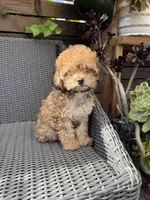 Maple, a female Poodle - Toy  for sale in Alameda, CA – 1 of 4