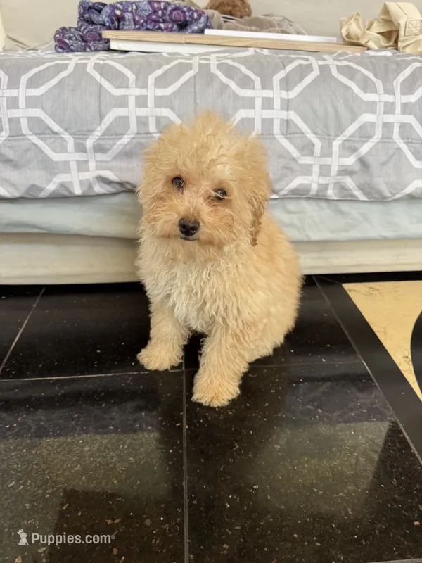 Blaze – Poodle - Toy  puppy for sale in Alameda, CA