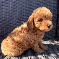 Milo, a male Poodle - Toy  for sale in Alameda, CA – Photo 5 of 5