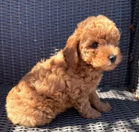 Milo, a male Poodle - Toy  for sale in Alameda, CA – Photo 5 of 5