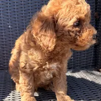 Milo, a male Poodle - Toy  for sale in Alameda, CA – Photo 2 of 5