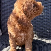 Milo, a male Poodle - Toy  for sale in Alameda, CA – Photo 3 of 5